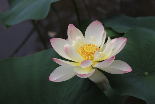 A Look Back at Fragrance - Tijon