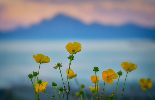 Essential Oil of the Week - Amyris - Tijon