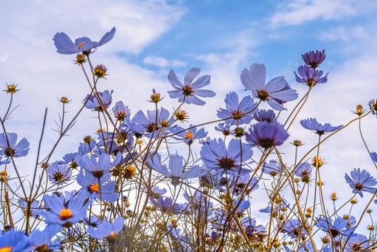 Essential Oil of the Week - Anethi Essential Oil - Tijon