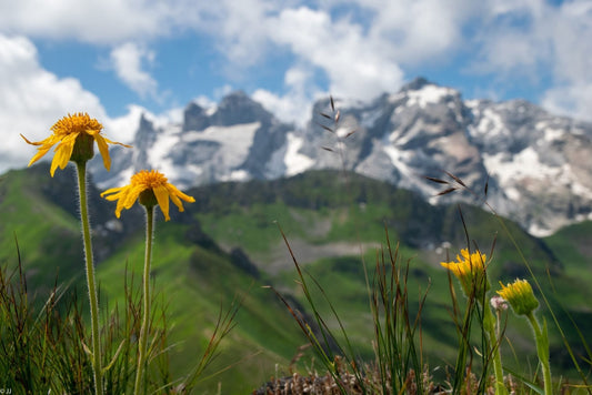 Famous Fragrances Throughout History - Tijon