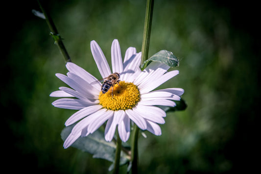 Science Says That Pleasant Scents Make Us Seem More Attractive