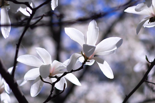 Essential Oil of the Week: Benzoin Styrax