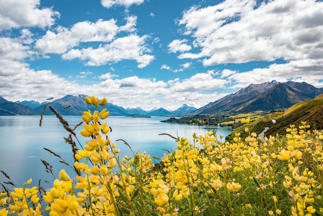 Essential Oil of the Week: Chamomile - Tijon