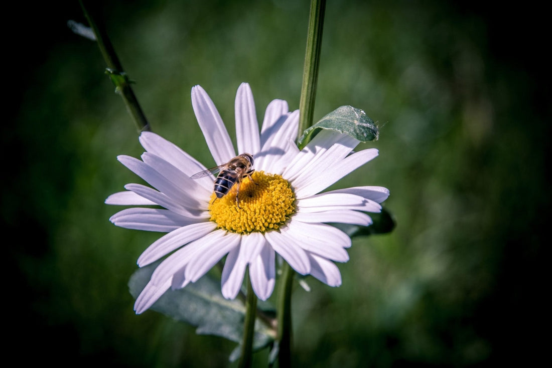 Science Says That Pleasant Scents Make Us Seem More Attractive - Tijon